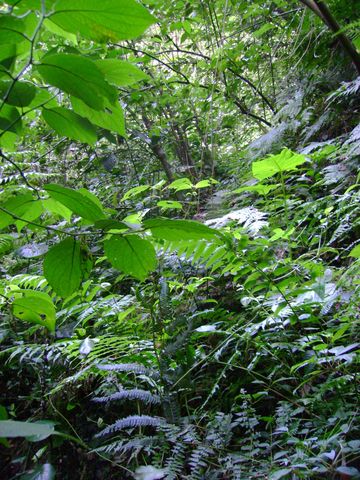 Mucha Naturaleza